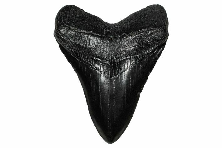 Fossil Megalodon Tooth - South Carolina #340287